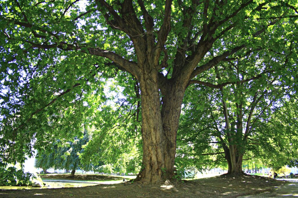 albero monumentale piazza carlo felice