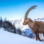 Parco Nazionale del Gran Paradiso: storia, sentieri, fauna