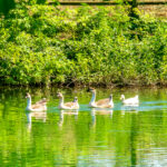 Parco della Pellerina, l’area verde più grande di Torino