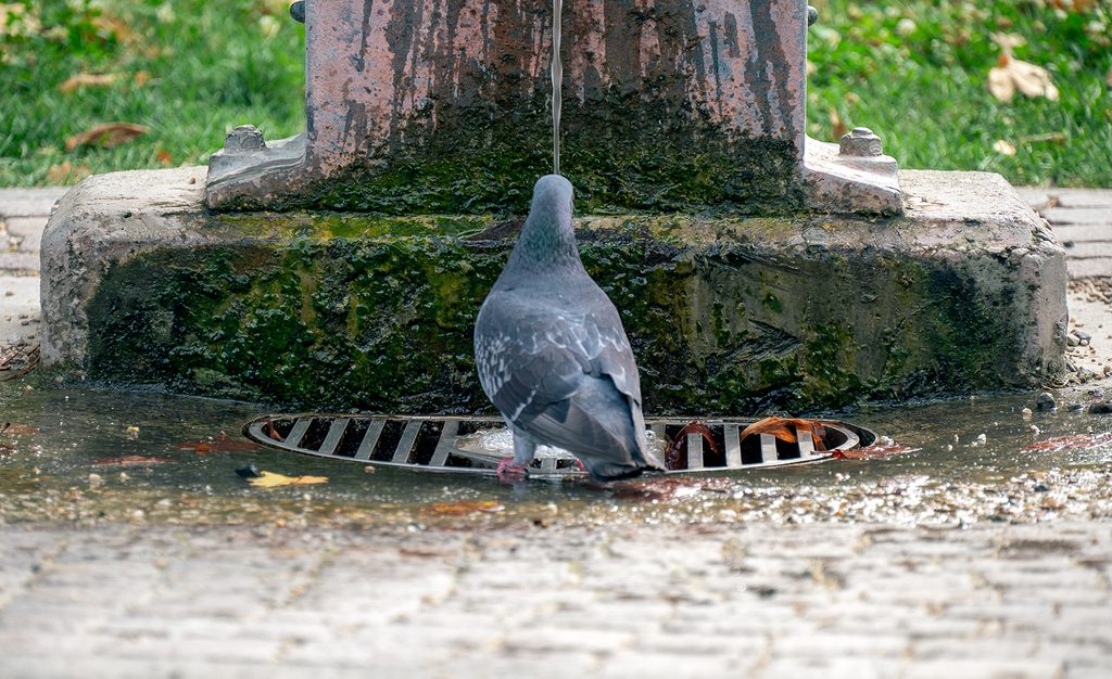 primo piano di un colombo che sta bevendo dalla fontana Toret nel parco della Tesoriera.